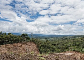 A note to the EU: The European Deforestation Regulation is delayed but this isn’t time to relax