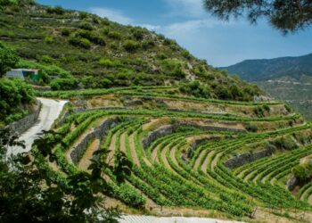 Friday read: A new frontier between the vines of Cyprus