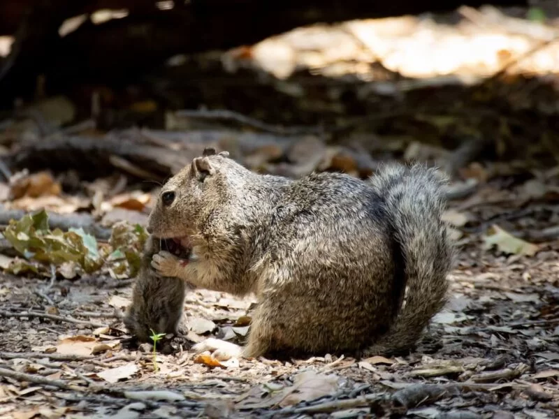 Beyond Cute: California Squirrels Now Hunt and Eat Small Rodents