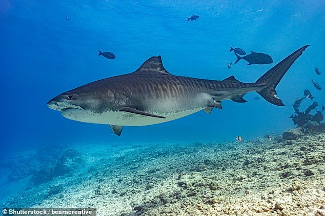 Di Gioia was reportedly attacked by a tiger shark while he was snorkeling