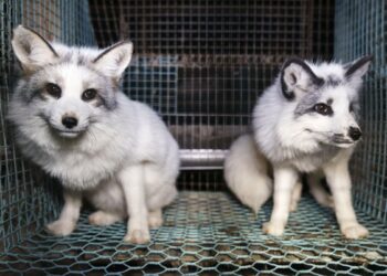 Activists expose fox images from Finland fur farms to push EU to ban trade
