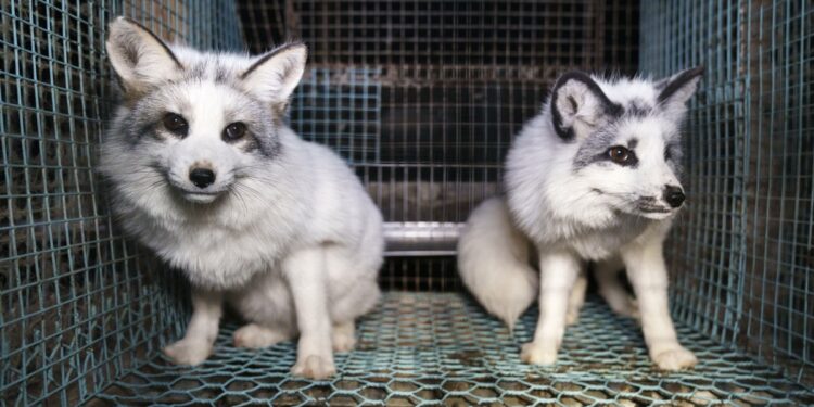 Activists expose fox images from Finland fur farms to push EU to ban trade