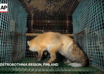 Activists release ‘undercover’ images of foxes at Finnish fur farms to push for EU ban of trade