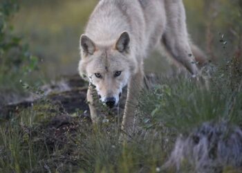 Council of Europe paves way for tougher action against wolves Council of Europe paves way for tougher action against wolves
