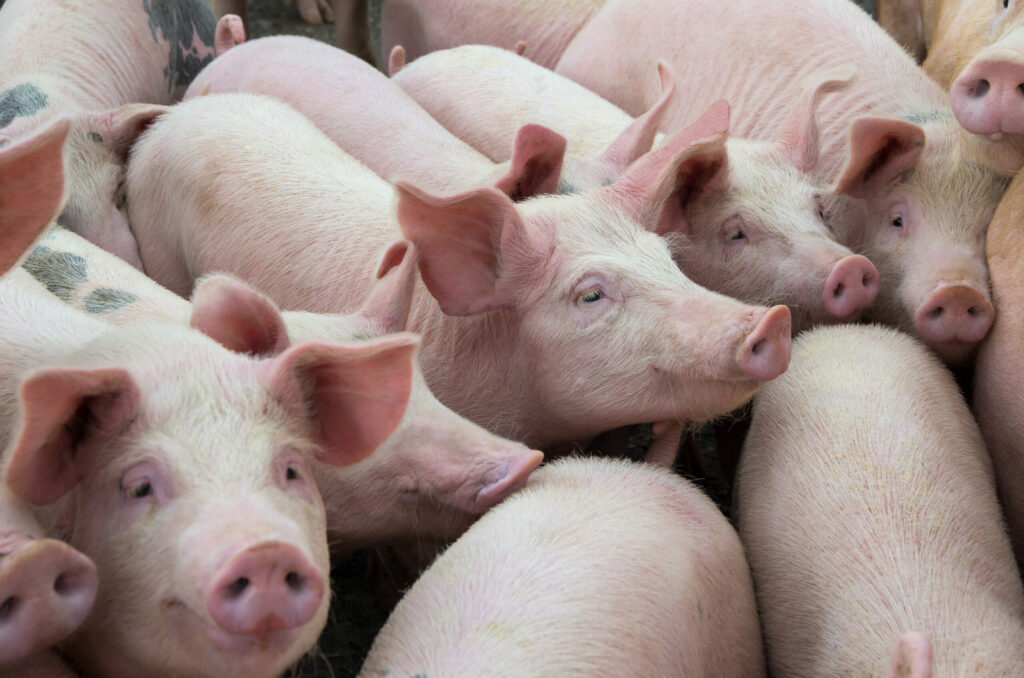 Denmark confirms first emissions tax on agriculture