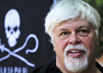 Denmark frees anti-whaling activist Paul Watson and refuses Japan extradition request Denmark frees anti-whaling activist Paul Watson and refuses Japan extradition request