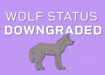 EU DECODED: How and why is EU downgrading protection status of wolves?