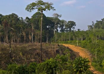 EU Reaches Deal to Delay Contentious Deforestation Law EU Reaches Deal to Delay Contentious Deforestation Law