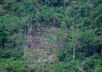 EU agrees deforestation law delay but discards changes – Regulations