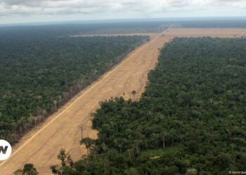 EU agrees to delay deforestation law but won’t water it down – DW – 12/04/2024