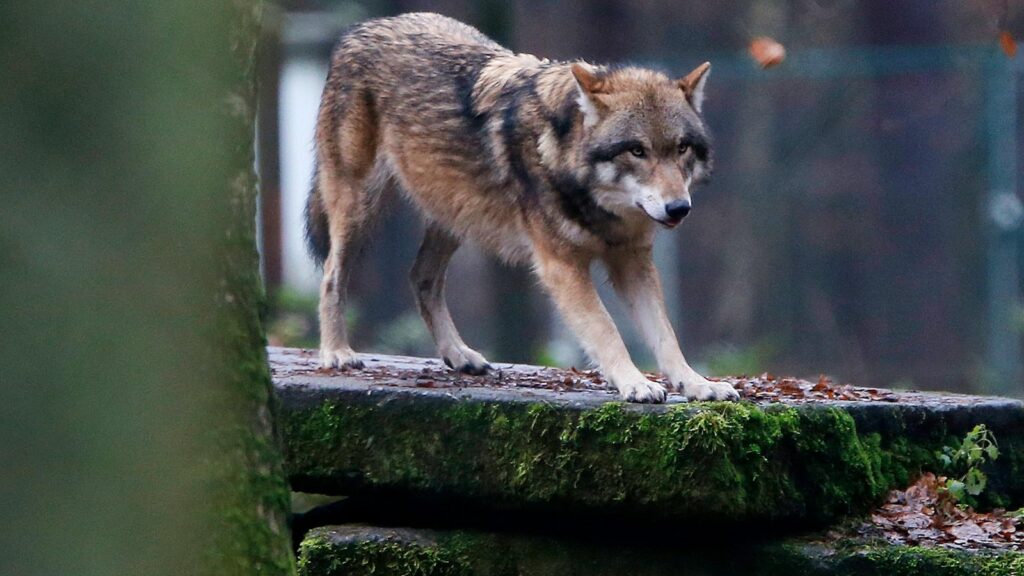 EU votes to lower protection status for wolves after farmers push to allow culls