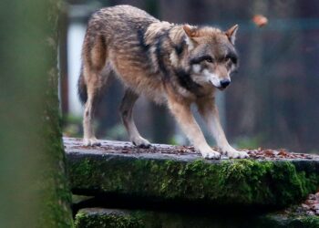 EU votes to lower protection status for wolves after farmers push to allow culls EU votes to lower protection status for wolves after farmers push to allow culls