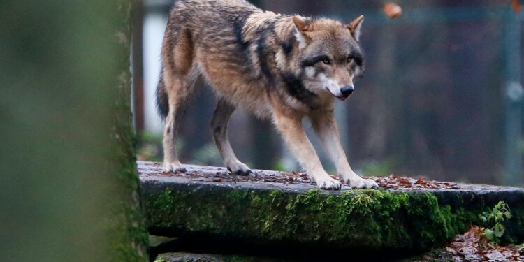 EU votes to lower protection status for wolves after farmers push to allow culls