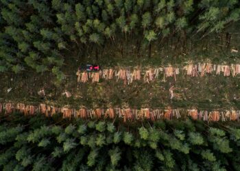 EUDR: European Parliament gives extra year to comply with deforestation rules EUDR: European Parliament gives extra year to comply with deforestation rules