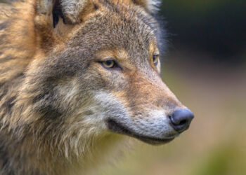 European Commission to relax rules for protecting the wolf