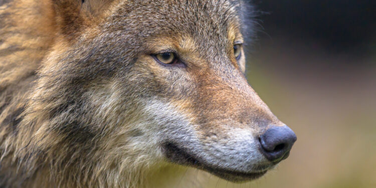 European Commission to relax rules for protecting the wolf