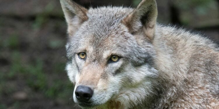 European countries give farmers more freedom to shoot wolves – POLITICO