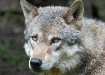 European countries vote to give farmers more freedom to shoot wolves – POLITICO