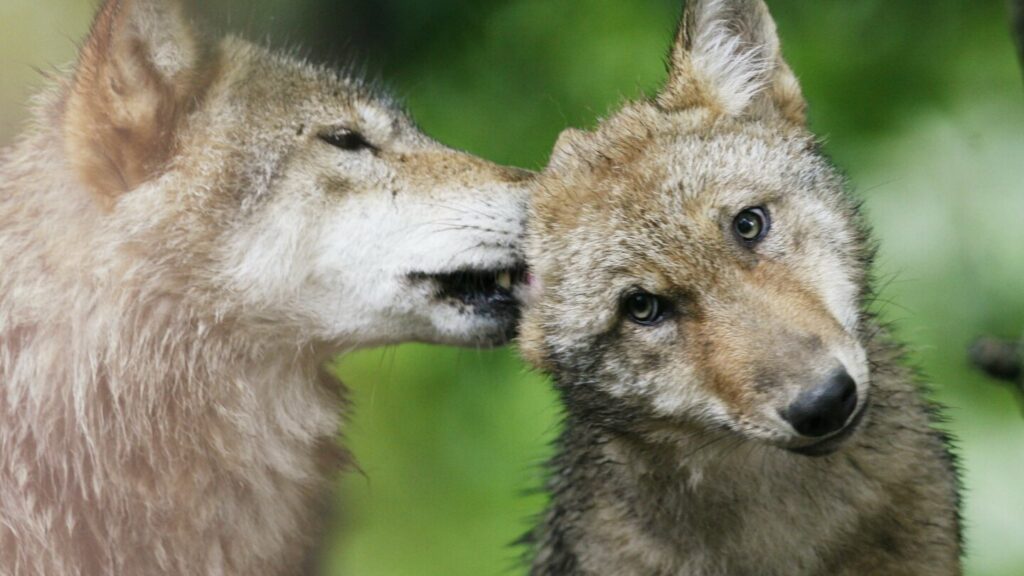European nations vote to lower protections for wolves after farmers push to allow culls
