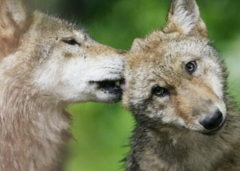 European nations vote to lower protections for wolves after farmers push to allow culls