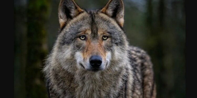 Europe’s Controversial Wolf Protection Debate: Conservation or Conflict?