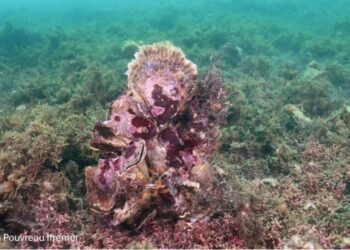 Europe’s Native Oyster Ecosystems Collapse