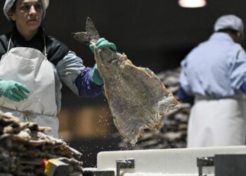 Forget turkey, supermarkets in Portugal overflow with salted cod as holiday season approaches