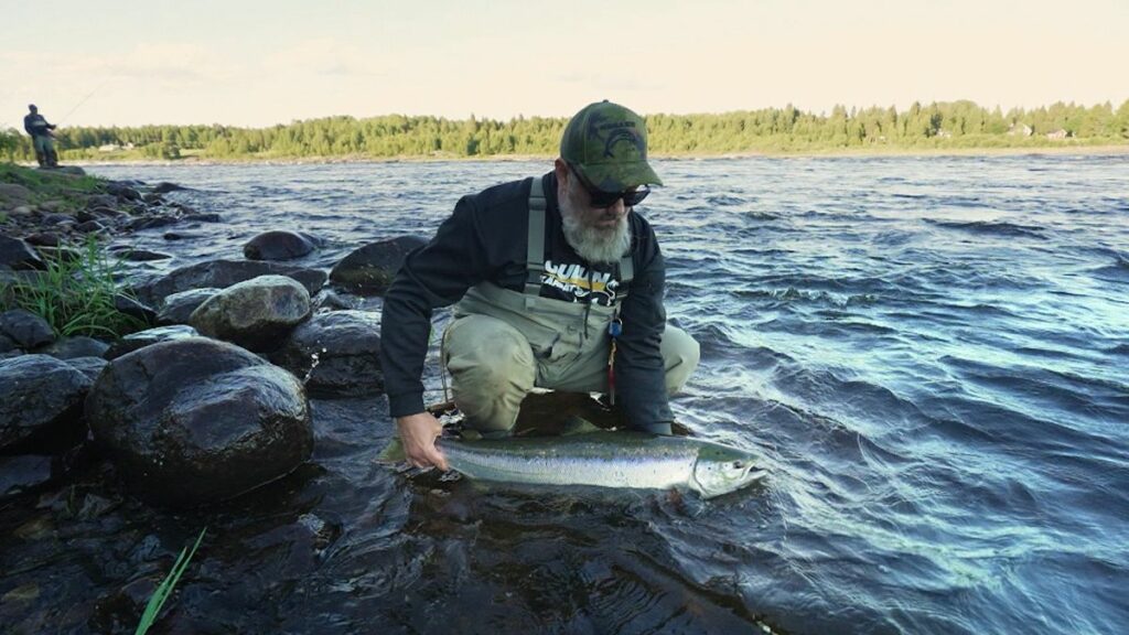 Hooked on salmon: EU-backed efforts to protect Sweden’s threatened wild species
