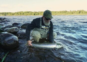 Hooked on salmon: EU-backed efforts to protect Sweden’s threatened wild species