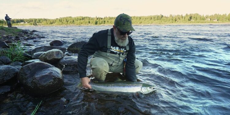 Hooked on salmon: EU-backed efforts to protect Sweden's threatened wild species