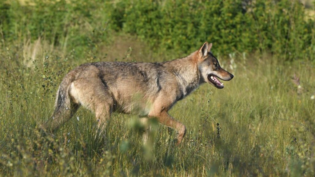 Luxembourg MEP appalled by plans to downgrade wolf protection
