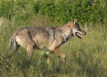 Luxembourg MEP appalled by plans to downgrade wolf protection