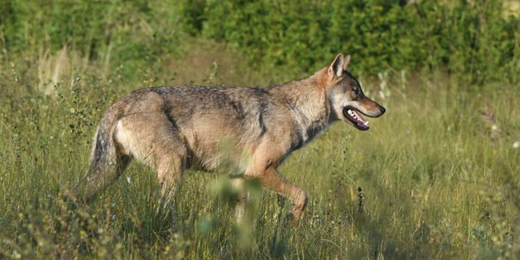Luxembourg MEP appalled by plans to downgrade wolf protection