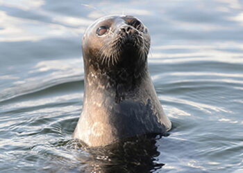 Rare sub-species of seal in Finland helped « Euro Weekly News