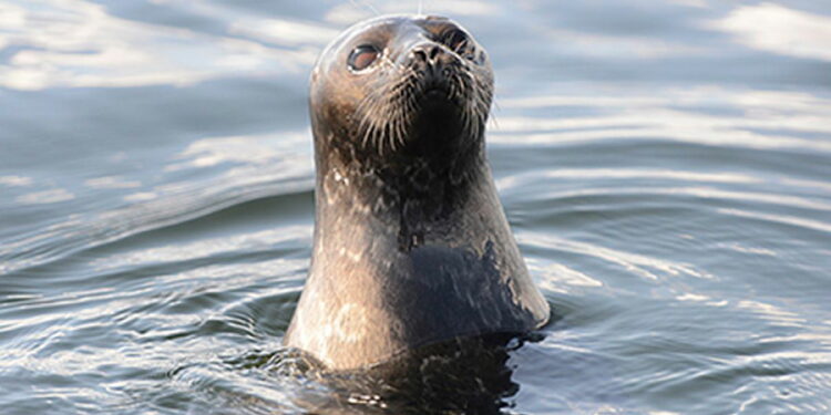 Rare sub-species of seal in Finland helped « Euro Weekly News
