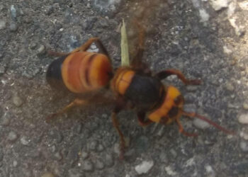 Swarm of ‘murder hornets’ discovered in Europe for the first time – as scramble to track…