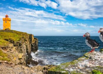 The Arctic island with 20 people and one million birds The Arctic island with 20 people and one million birds
