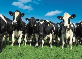 Tipperary TD calls for Ireland to veto Mercosur trade deal