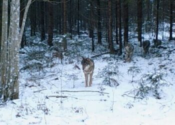 Wolves’ changing status at EU level will not significantly impact Estonia | News Wolves’ changing status at EU level will not significantly impact Estonia | News