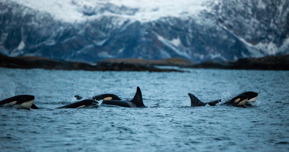 Seeing the orcas was a truly spellbinding experience