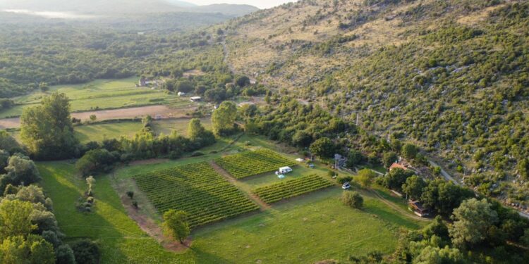 Beautiful campsite in the middle of a vineyard is near in one of Europe’s most underrated cities