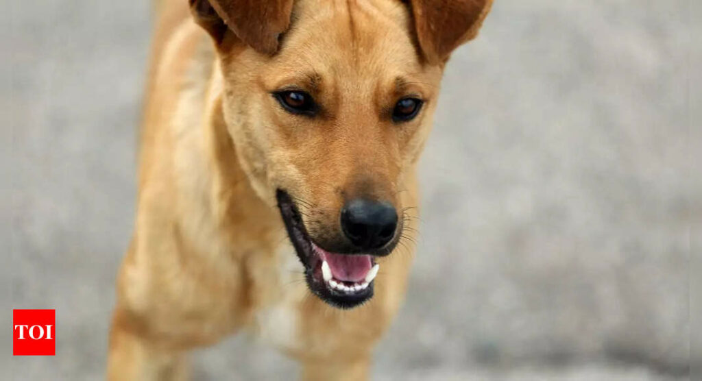 This stray dog’s journey across the Romania Schengen Border is the cutest thing you’ll see!