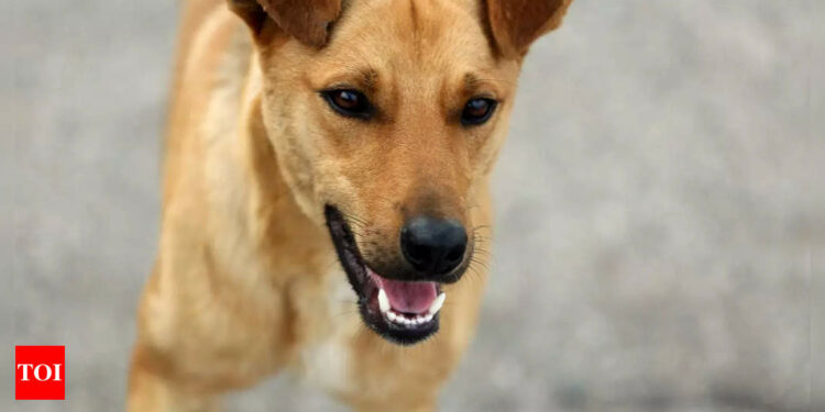 This stray dog’s journey across the Romania Schengen Border is the cutest thing you’ll see!