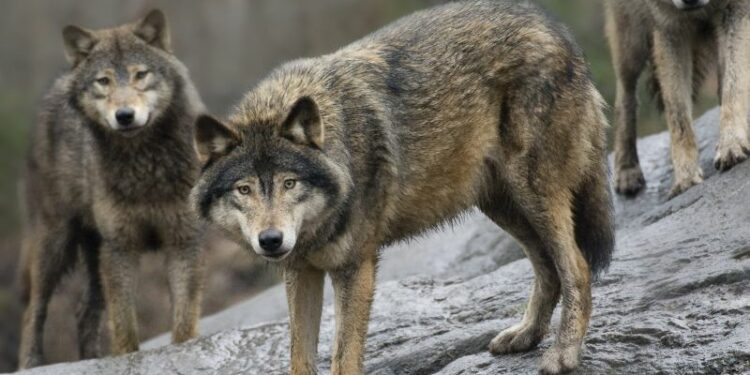 Sweden allows nearly 10% of wolf population to be killed. The government wants an even more drastic cull