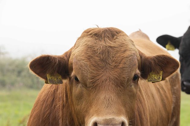 Fall in EU cattle numbers will give Ireland ‘huge opportunities’