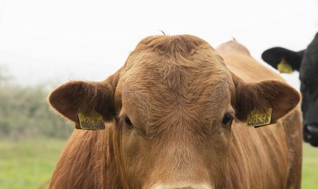 Fall in EU cattle numbers will give Ireland ‘huge opportunities’
