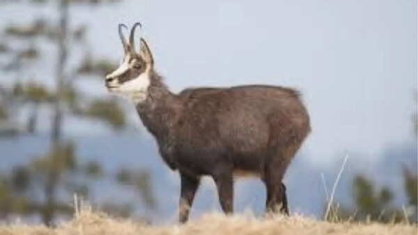 Chamois