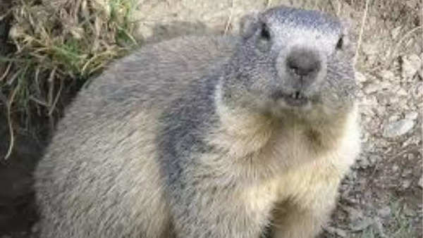 Alpine marmots