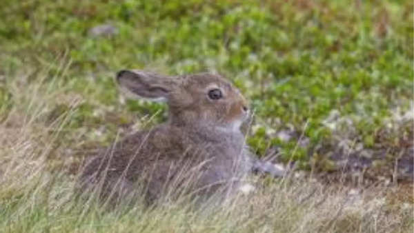 Mountain Hare