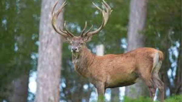 Red deer